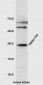 TMEM176A Rabbit pAb